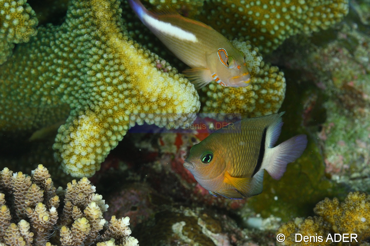 Paracirrhites arcatus-Plectroglyphidodon dickii demoiselle de dick Wakatobi Batuata Island-5m-20180603-Denis-ADER-DSC_3774_tn.jpg